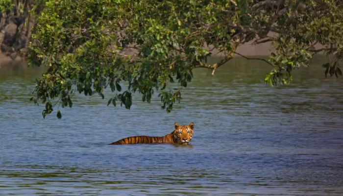 Sundarbans wildlife battles rising tides for survival