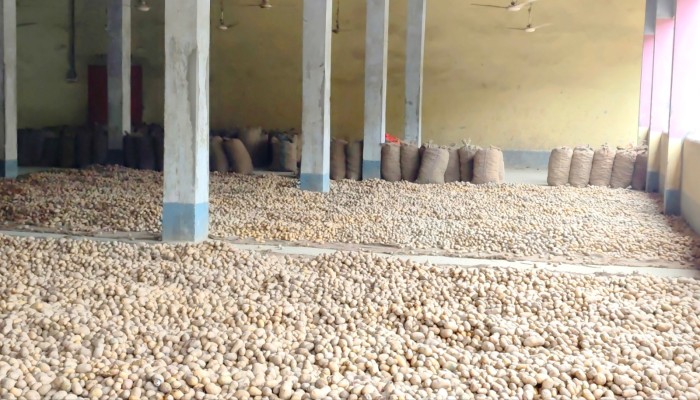 ​Fair price eludes Thakurgaon potato growers; storage losses reach Tk 6 per Kg