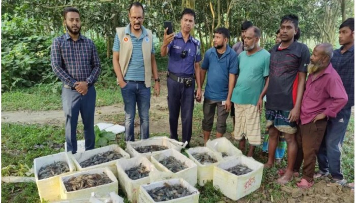 450 kg of gel-injected shrimp seized and destroyed in Sirajganj