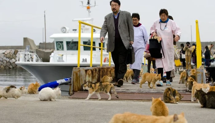 ​A Japanese Island Where Cats Outnumber Humans