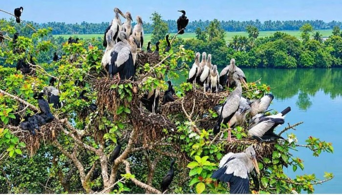 Sirajganj village eyes sanctuary status as nesting Asian openbills draw visitors