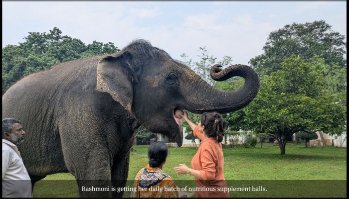Elephant Rashmoni found a safe haven, but what about others?